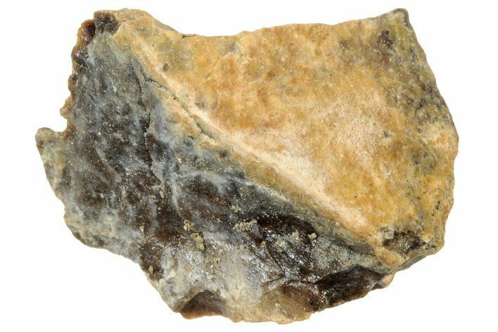 Fossil Tyrannosaur (T rex) Bone Section - Wyoming #314116